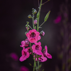 Diascia integerrima