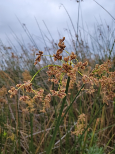 iNaturalist observation photo of California bulrush