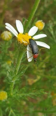Heliotaurus ruficollis