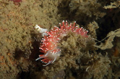 Carronella pellucida