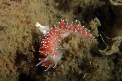 Carronella pellucida