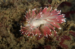 Carronella pellucida