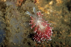 Carronella pellucida