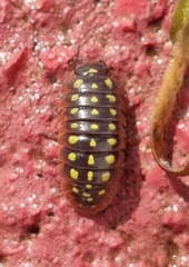 Armadillidium klugii