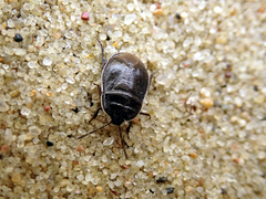 Canthophorus impressus