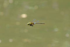 Anax guttatus