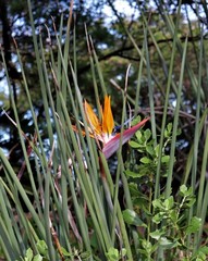 Strelitzia juncea