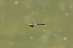 Anax guttatus