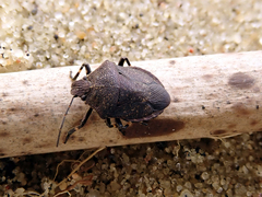 Rhacognathus punctatus