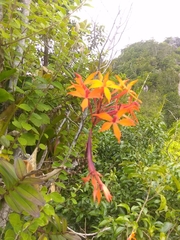 Epidendrum wrightii