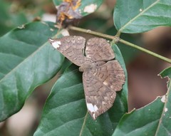 Emesis fastidiosa