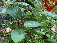 Matelea carolinensis