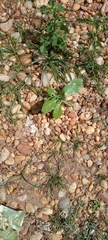 Calotropis procera