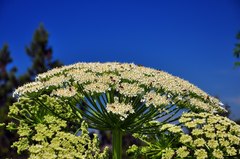 Heracleum stevenii