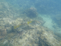 Siganus doliatus