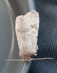 Orthosia populeti