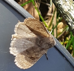 Orthosia populeti