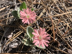 Silene hookeri