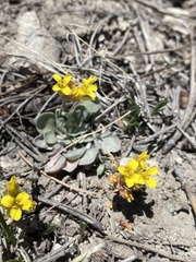 Physaria kingii