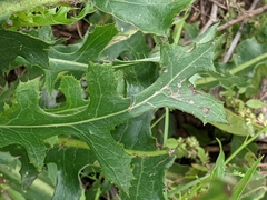 Lactuca ludoviciana