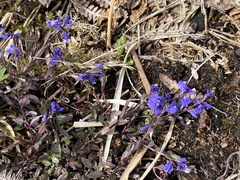 Polygala serpyllifolia
