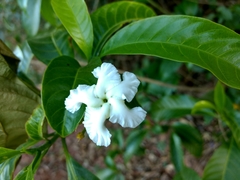 Tabernaemontana alternifolia