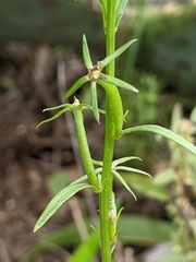 Triodanis leptocarpa