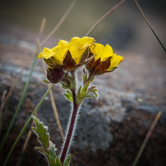Geum capense