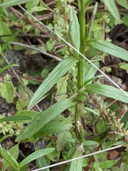 Triodanis leptocarpa