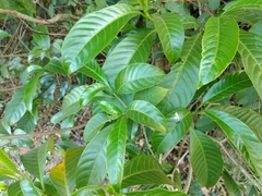 Tabernaemontana alternifolia