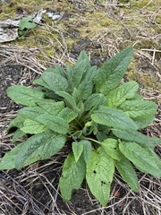 Symphytum caucasicum