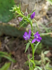 Triodanis leptocarpa