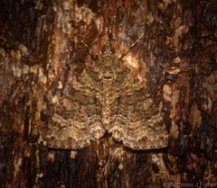 Polyclysta hypogrammata