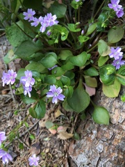 Claytonia sibirica