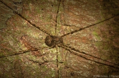 Neopantopsalis pentheter