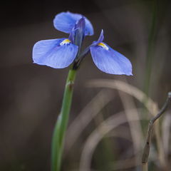Moraea dracomontana