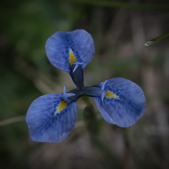 Moraea dracomontana