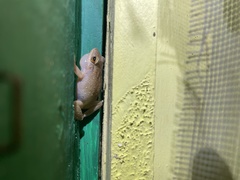 Eleutherodactylus coqui