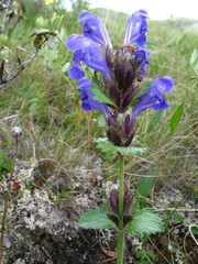 Dracocephalum grandiflorum