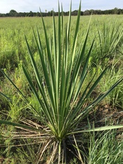 Yucca necopina