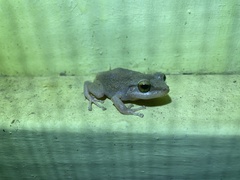 Eleutherodactylus coqui