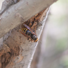 Vespa crabro