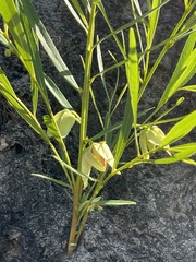 Asimina angustifolia