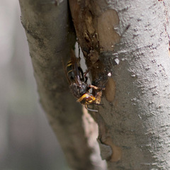 Vespa crabro