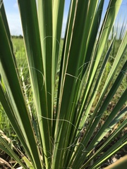 Yucca necopina