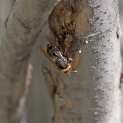 Vespa crabro