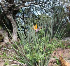 Strelitzia juncea