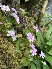Claytonia sibirica