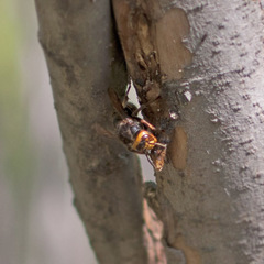 Vespa crabro