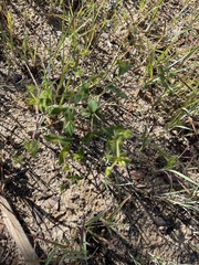 Euphorbia floridana